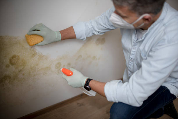 Mold Testing and Removal in Grand Rapids, MN