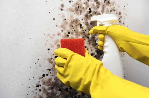 Best Attic Mold Removal  in Grand Rapids, MN