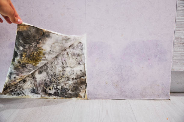 Best Mold Testing and Removal  in Grand Rapids, MN